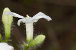 Texas bullnettle